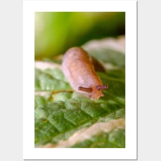 Cute Little Friendly Slug Nature Photograph Posters and Art